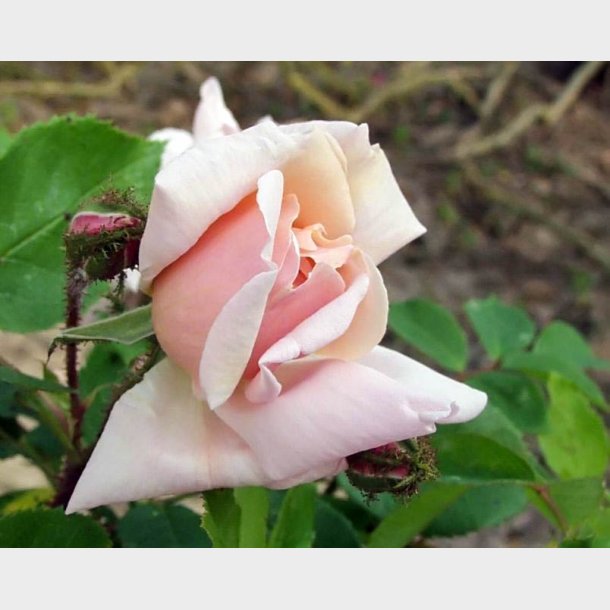 Bouquet d'Or