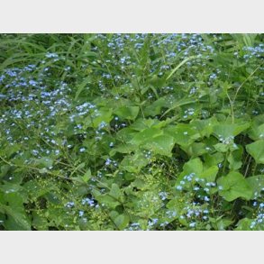 Brunnera macrophylla - K�rmindes�ster