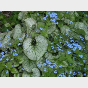 Brunnera macrophylla 'Jack Frost' - Krmindesster