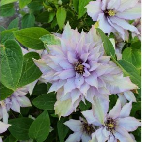 'Samaritan Jo Evipo075'