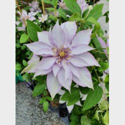 'Samaritan Jo Evipo075'