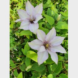 'Samaritan Jo Evipo075'