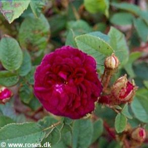 Capitaine John Ingram