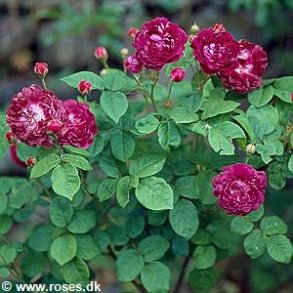 Cardinal de Richelieu