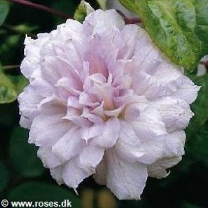 Clematis 'Chalcedony'