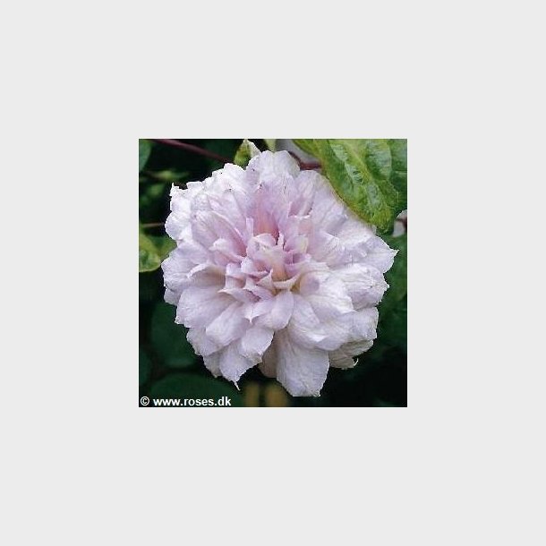 Clematis 'Chalcedony'