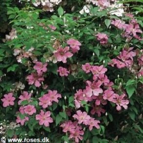 Clematis 'Comtesse de Bouchaud'