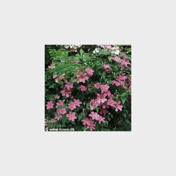 Clematis 'Comtesse de Bouchaud'