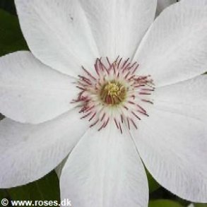 Clematis 'Dawn'