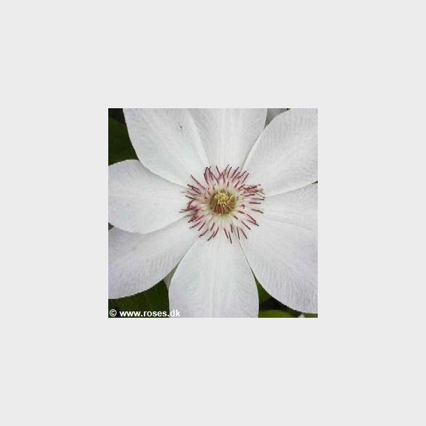 Clematis 'Dawn'
