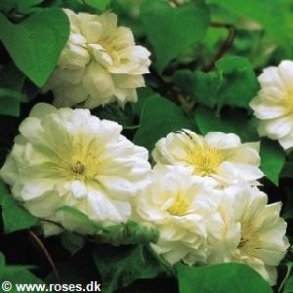 'Duchess of Edinburgh'