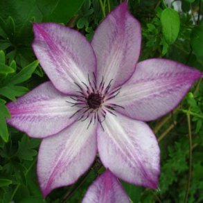 Clematis 'Fond Memories'