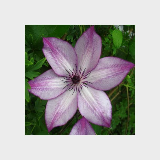 Clematis 'Fond Memories'