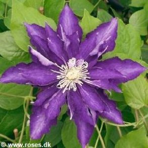 Clematis 'Hakuookan'