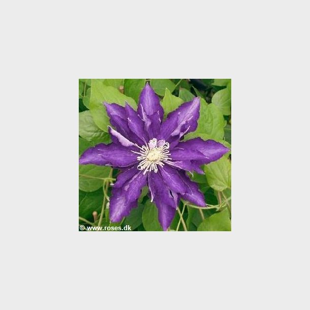 Clematis 'Hakuookan'