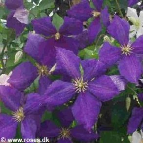 Clematis 'Jackmannii'