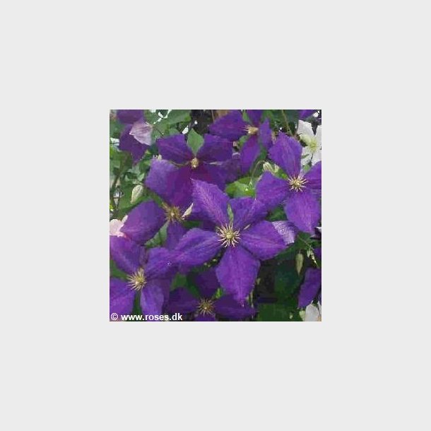 Clematis 'Jackmannii'