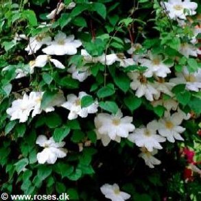 Clematis 'Mme Le Coultre' (Marie Boisselot)