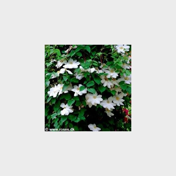 Clematis 'Mme Le Coultre' (Marie Boisselot)