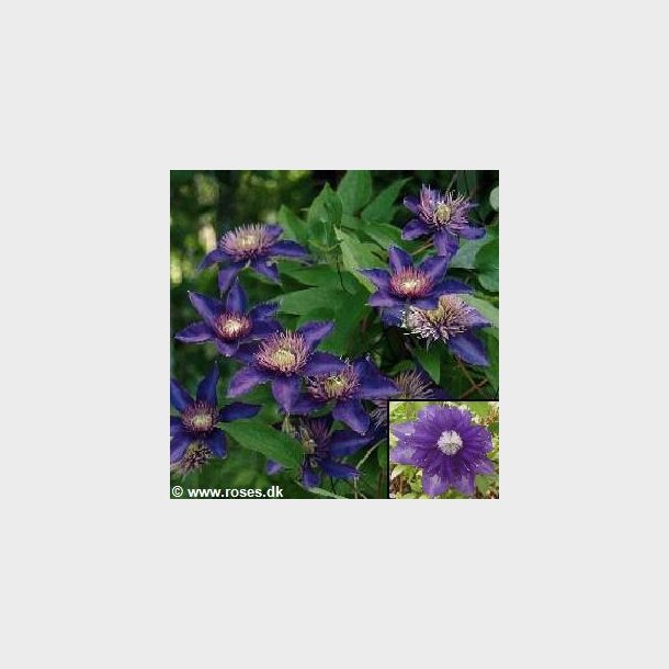 Clematis 'Multiblue'