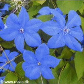 Clematis 'Semu'