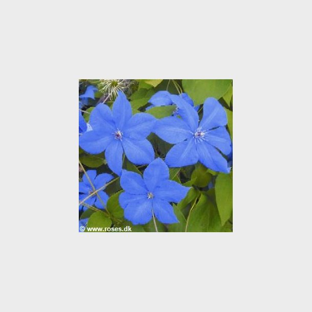 Clematis 'Semu'