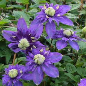 Clematis 'Taiga -S-'