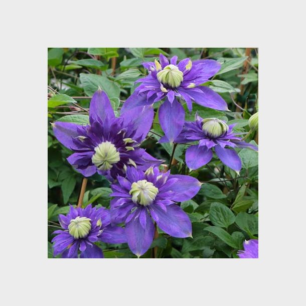 Clematis 'Taiga -S-'