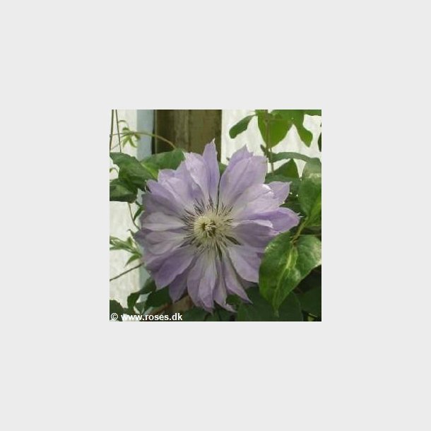 Clematis 'Teshio'