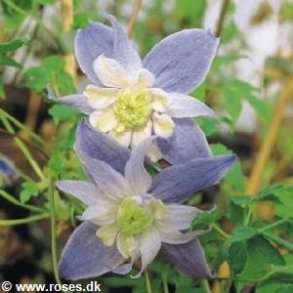 alpina 'Blue Princess'