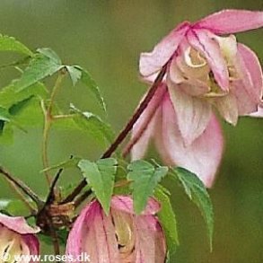 Clematis alpina 'Pink Flamingo'