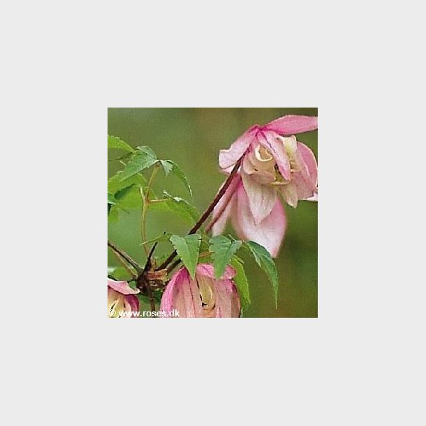 Clematis alpina 'Pink Flamingo'