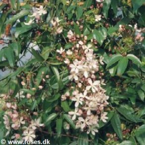 Clematis armandii 'Apple blossom'