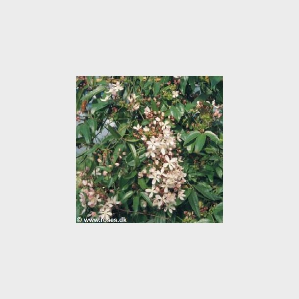 Clematis armandii 'Apple blossom'