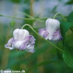 Clematis crispa