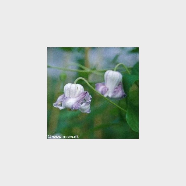 Clematis crispa