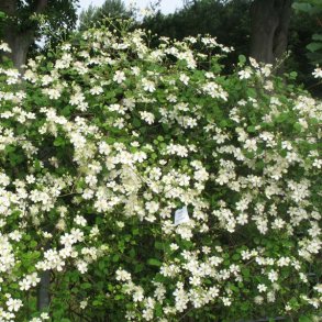 fargesioides Paul Farges Summer Snow