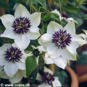 Clematis florida bicolor ('Sieboldii')