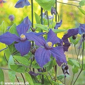 integrifolia 'Durandii'