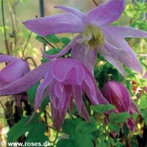 macropetala 'Ballet Skirt'