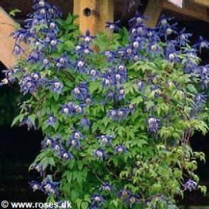 Clematis macropetala