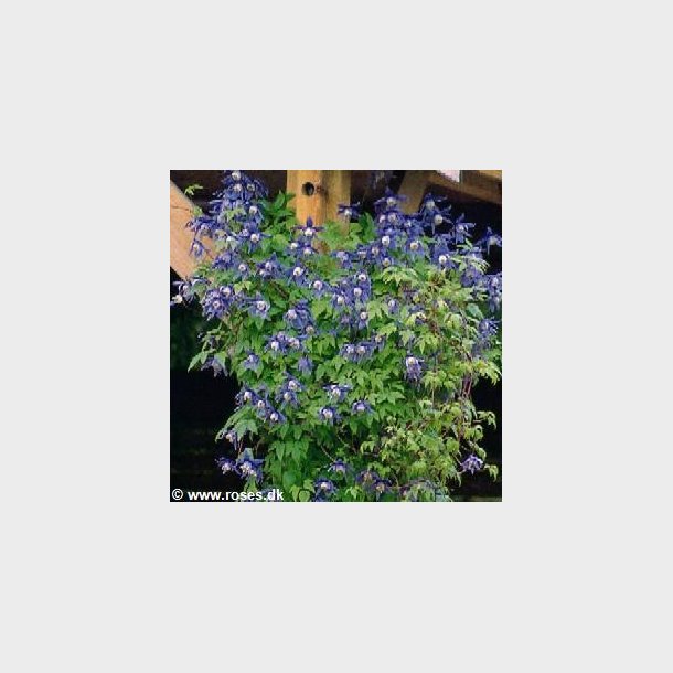 Clematis macropetala