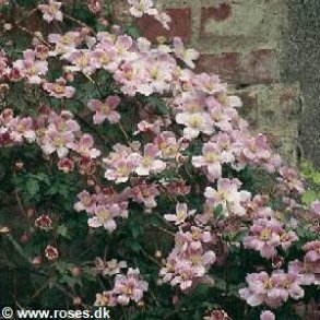 montana 'Pink Perfection'