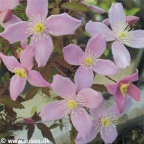 montana var. rubens odorata