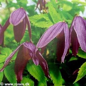 ochotensis 'Tage Lundell'