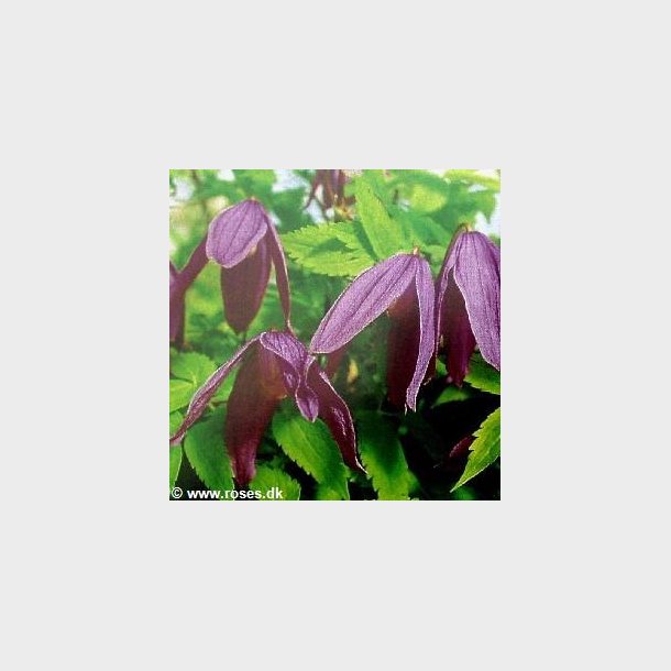 Clematis ochotensis 'Tage Lundell'