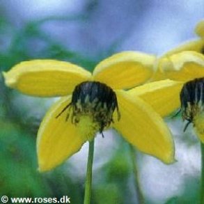 orientalis 'Orange Peel'