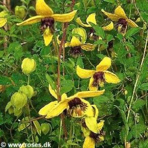 serratifolia 'Golden Tiara'