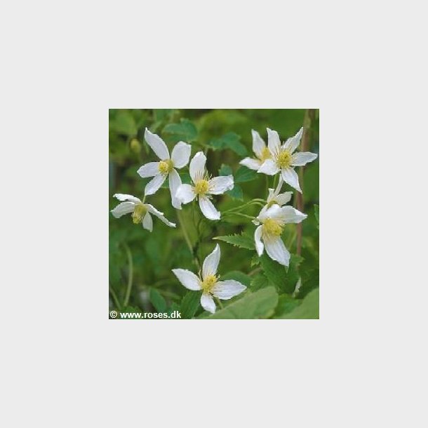 Clematis tangutica 'Anita'