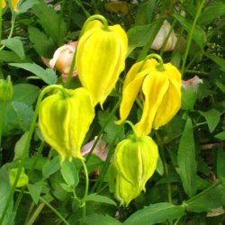 tangutica Lambton Park